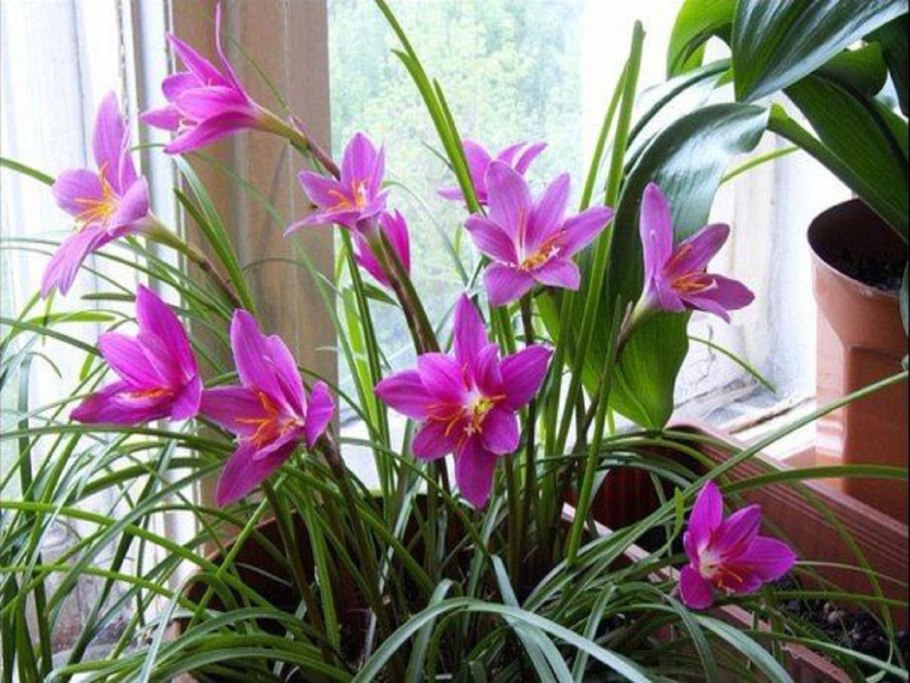 Драцена традесканция