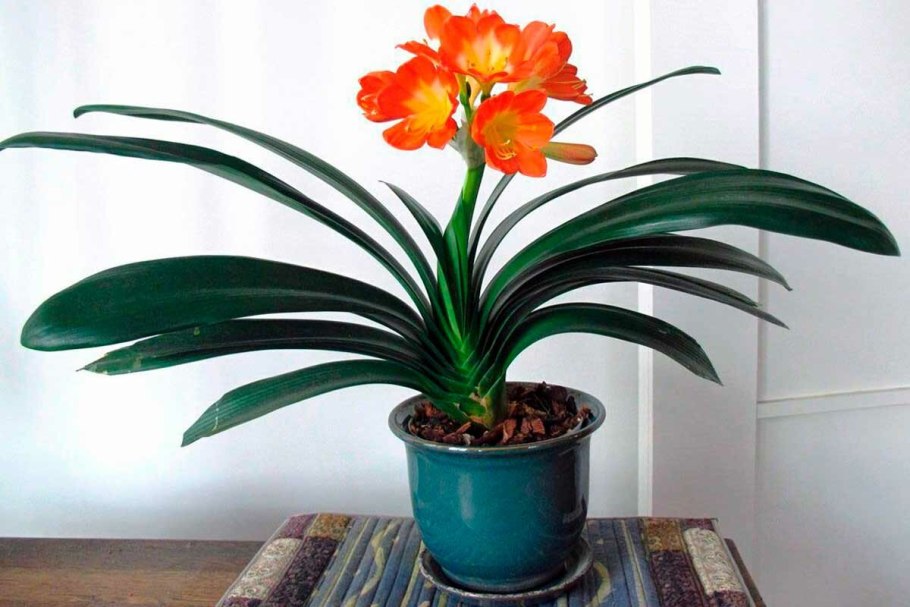 Нолина Линдемейра