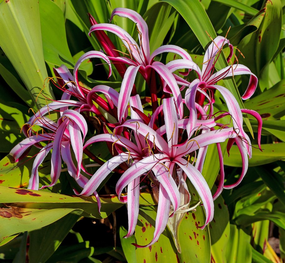 Пандуе Винтовоя падьма