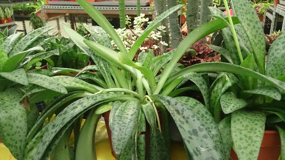 Кливия цветы, листья