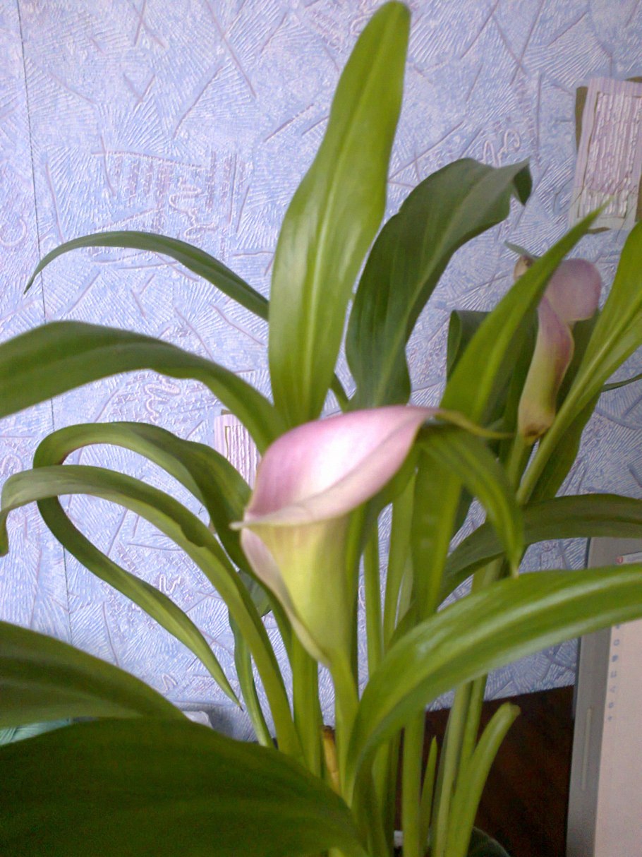 Хлорофитум панданус