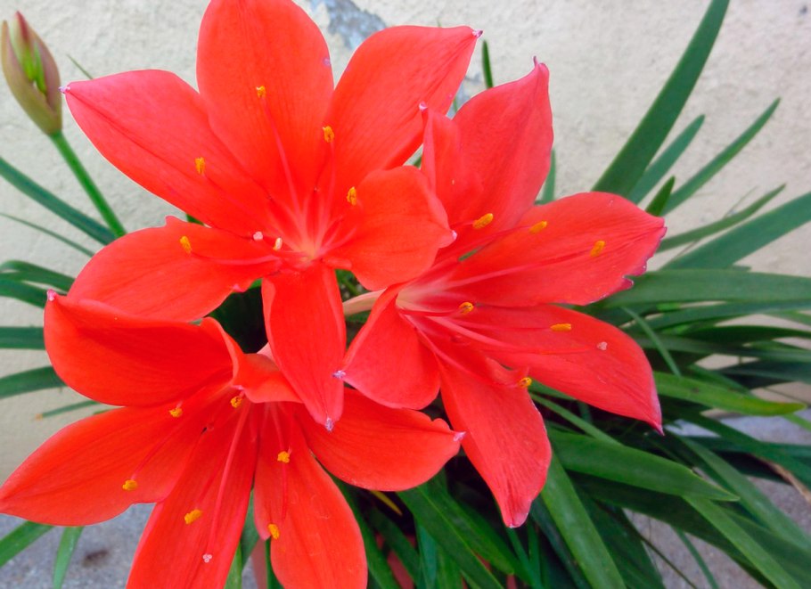 Кринум цветок