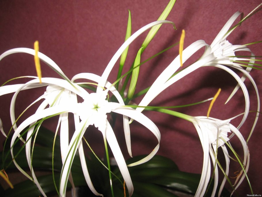 Зефирантес белый луковицы