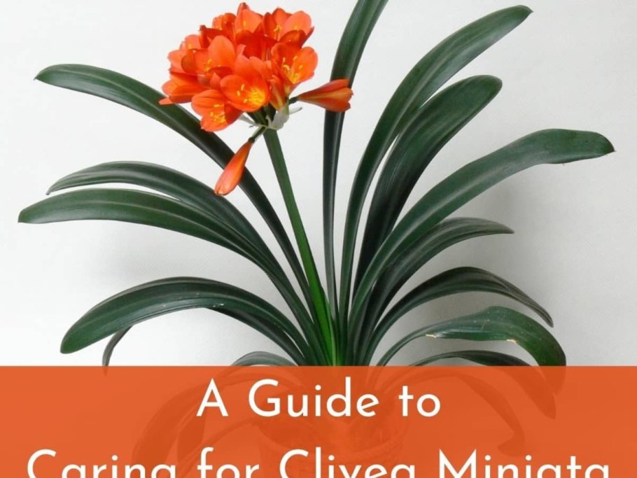 Кливия киноварная