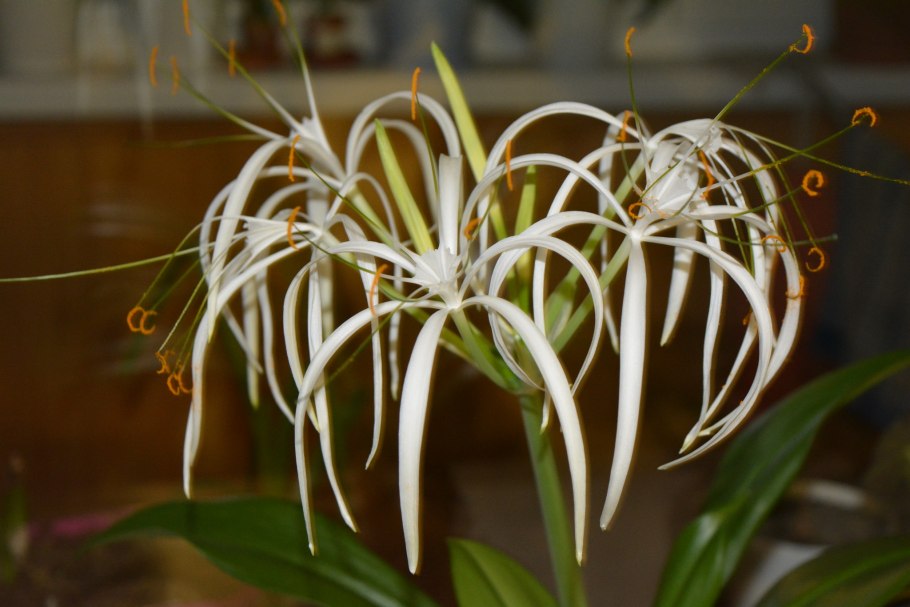 Цветок на толстом стебле