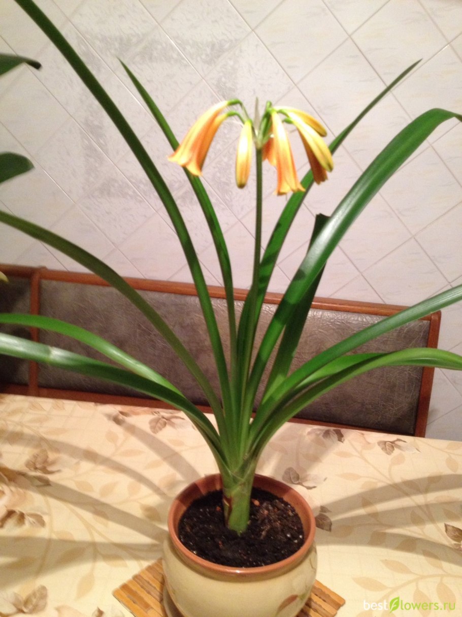 Гиппеаструм Валлота