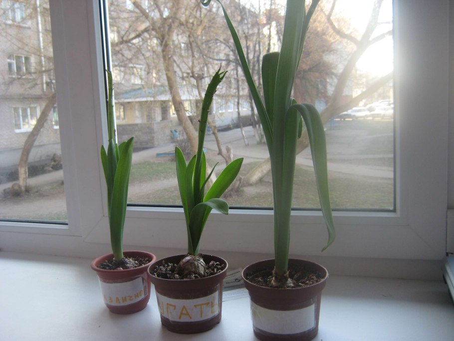 Хлорофитум панданус