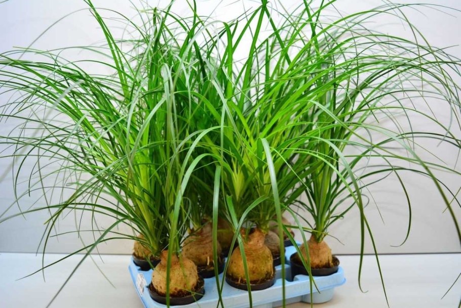 Луковичные комнатные цветы с длинными листьями