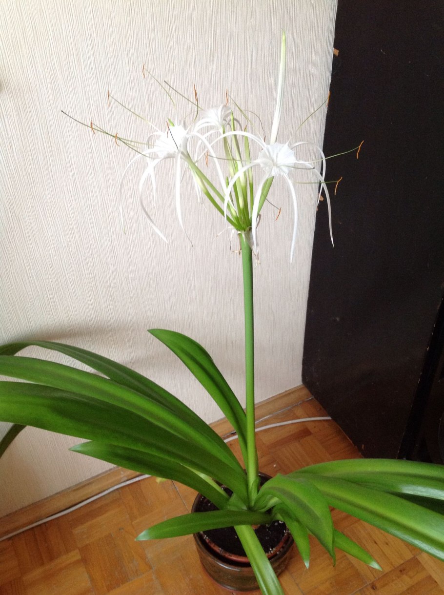 Гименокаллис Карибский