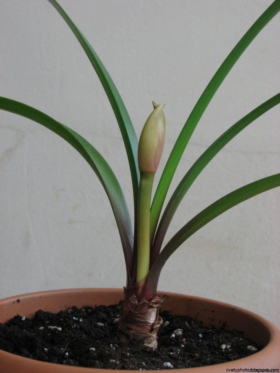 Кливия амариллис рассадка