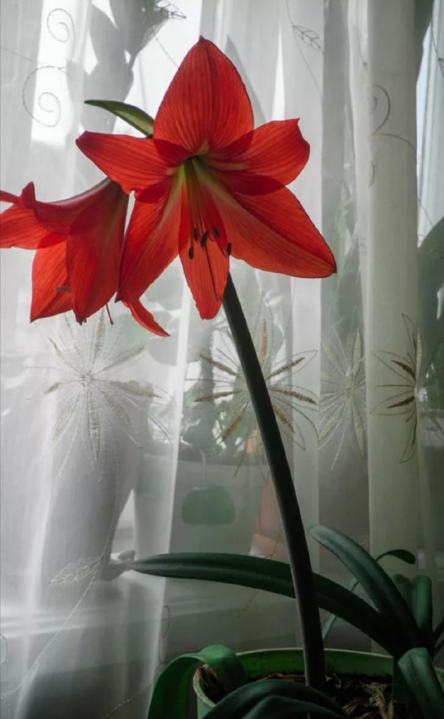 Grandiflora зефирантес