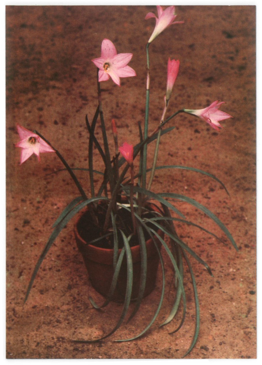 Фикус иволистный Плакучий