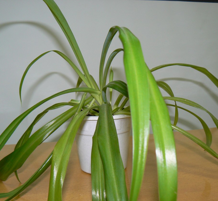 Бокарнея с длинными листьями