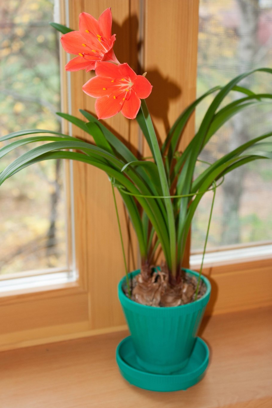 Нолина Бокарнея