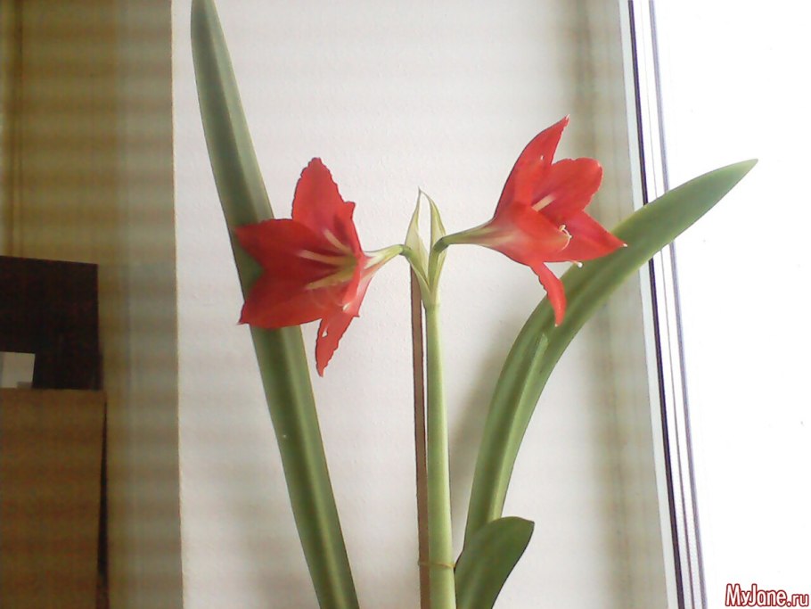 Кринум цветок