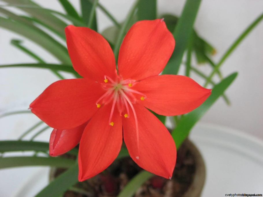 Альбука спиральная цветение