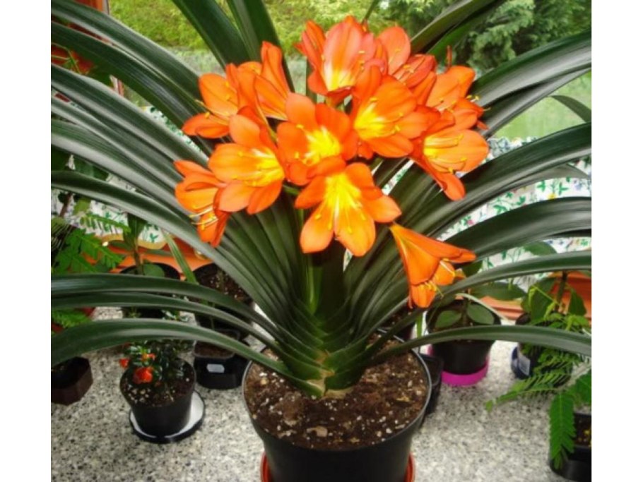 Зефирантес розовый