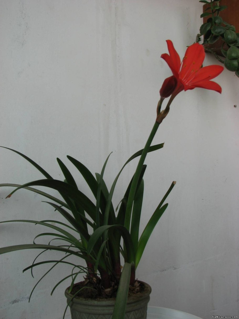 Кринум садовый