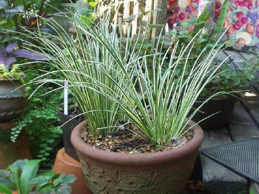 Нерине Боудена