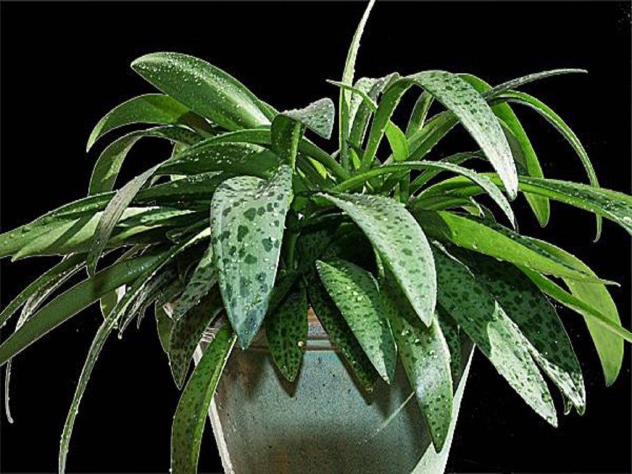 Неомарика листья