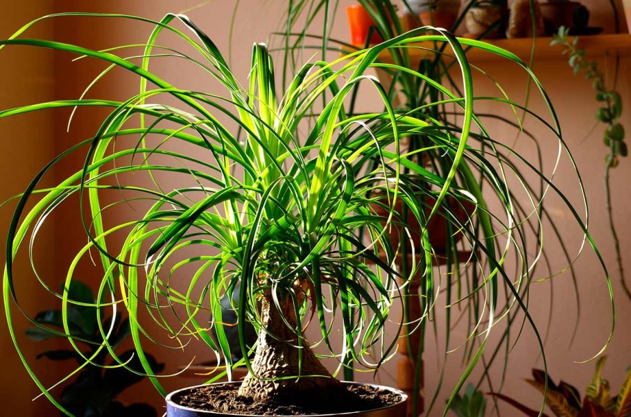 Хлорофитум полосатый