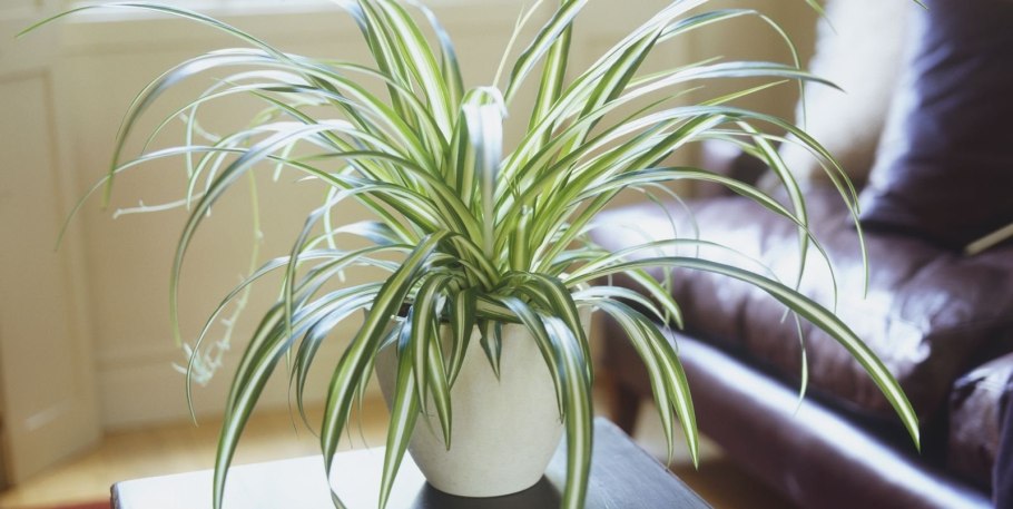 Кринум величественный