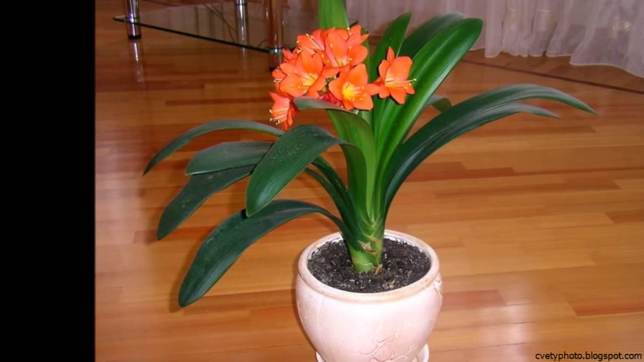 Chlorophytum comosum