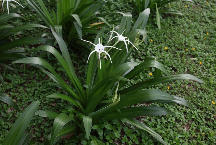 Гиппеаструм Валлота