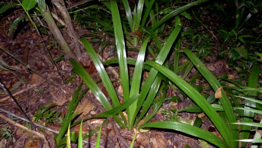 Аспидистра эухарис