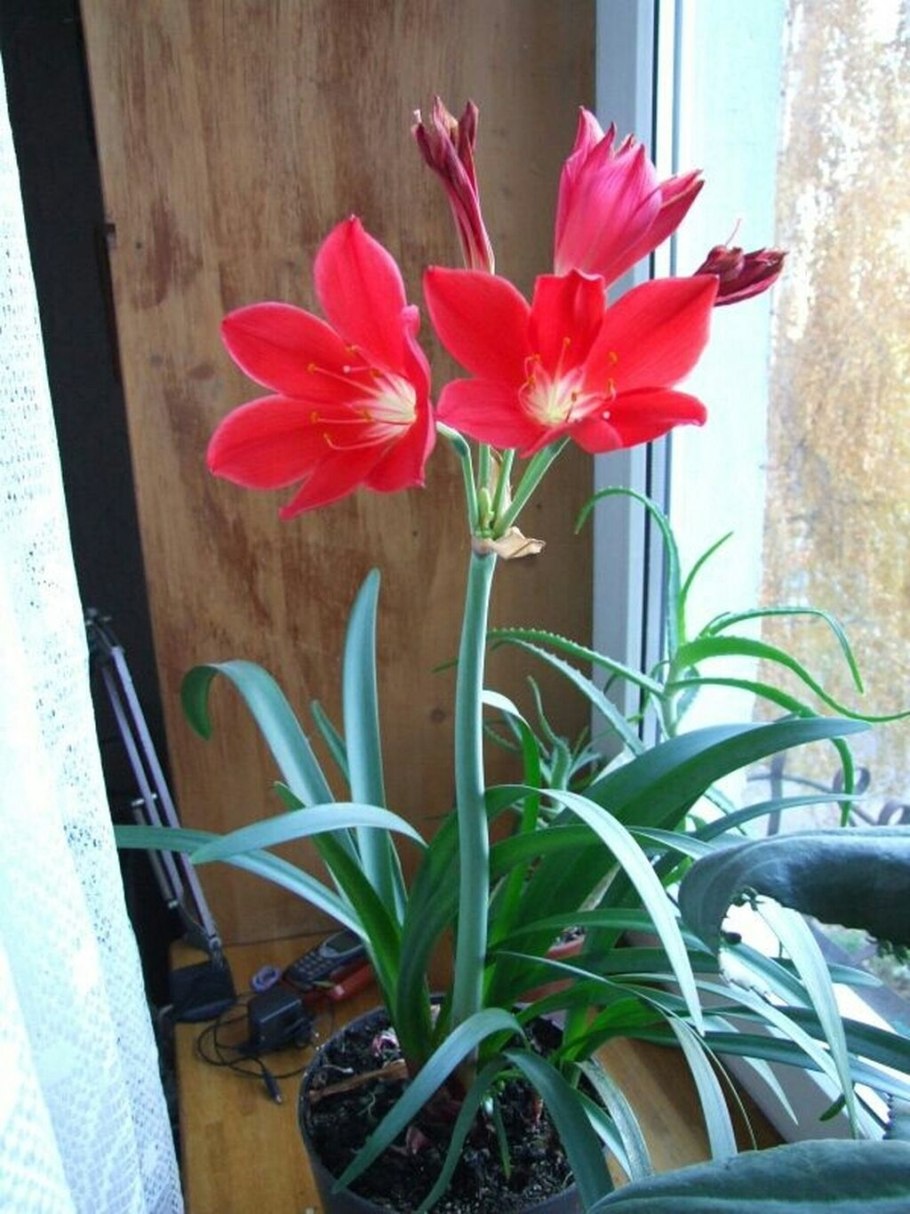 Гиппеаструм индийский лук