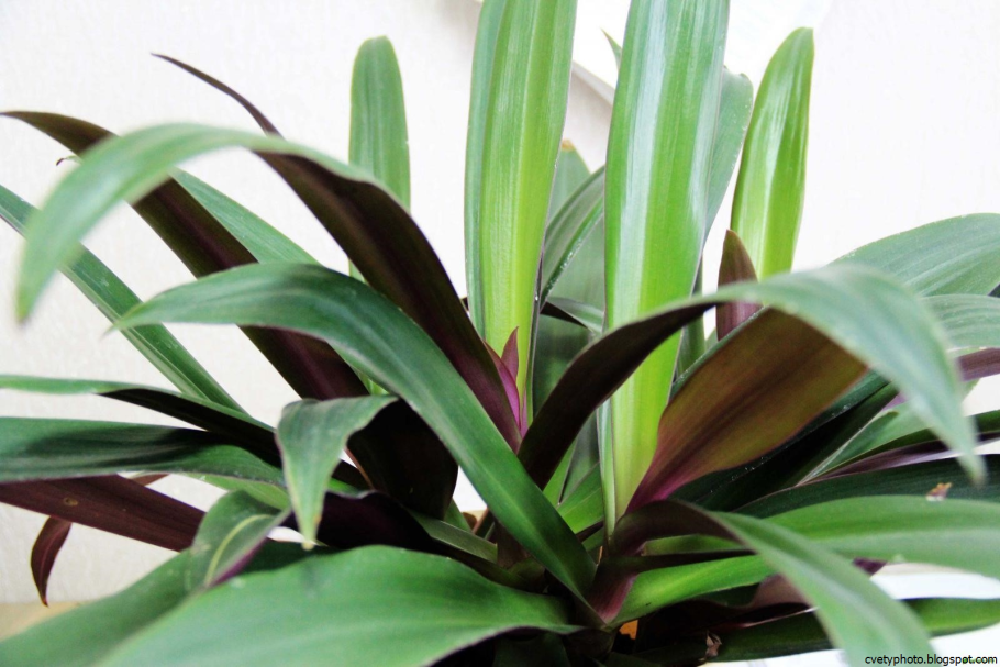 Хлорофитум Капский