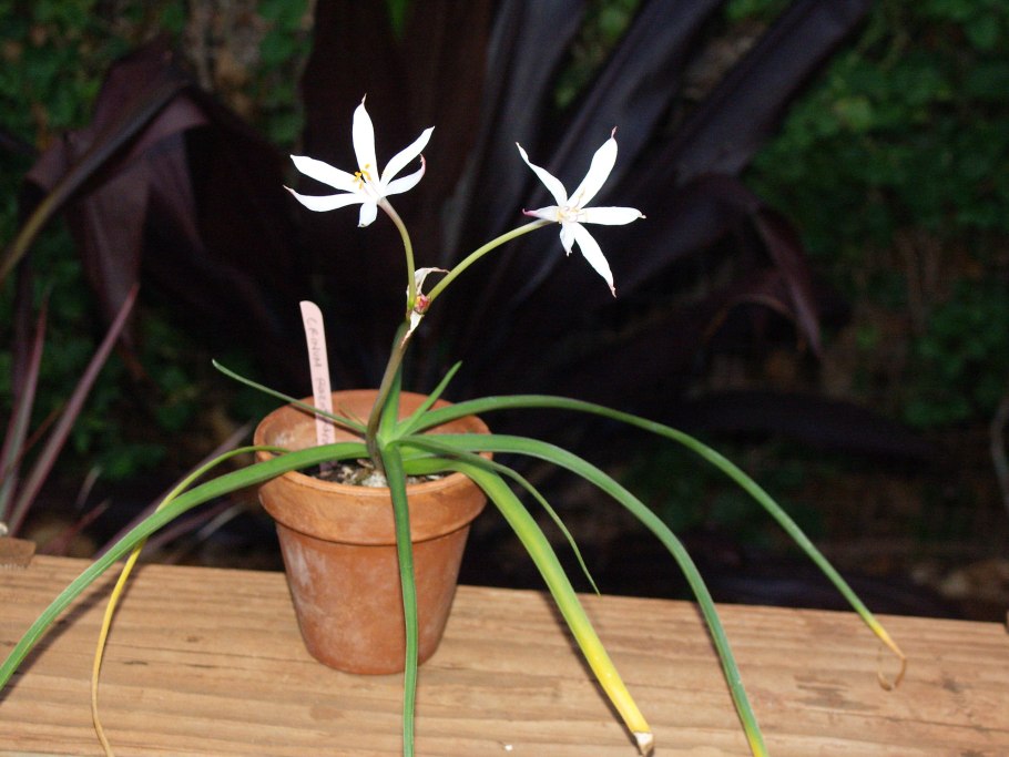 Акорус растение Горшечное