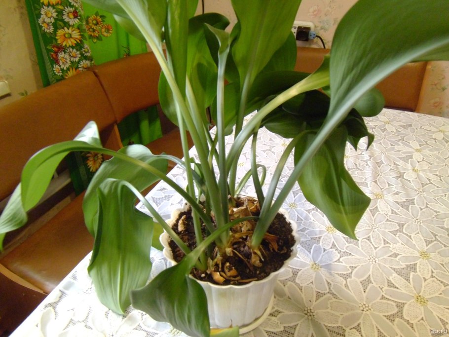 Кринум Мура цветок
