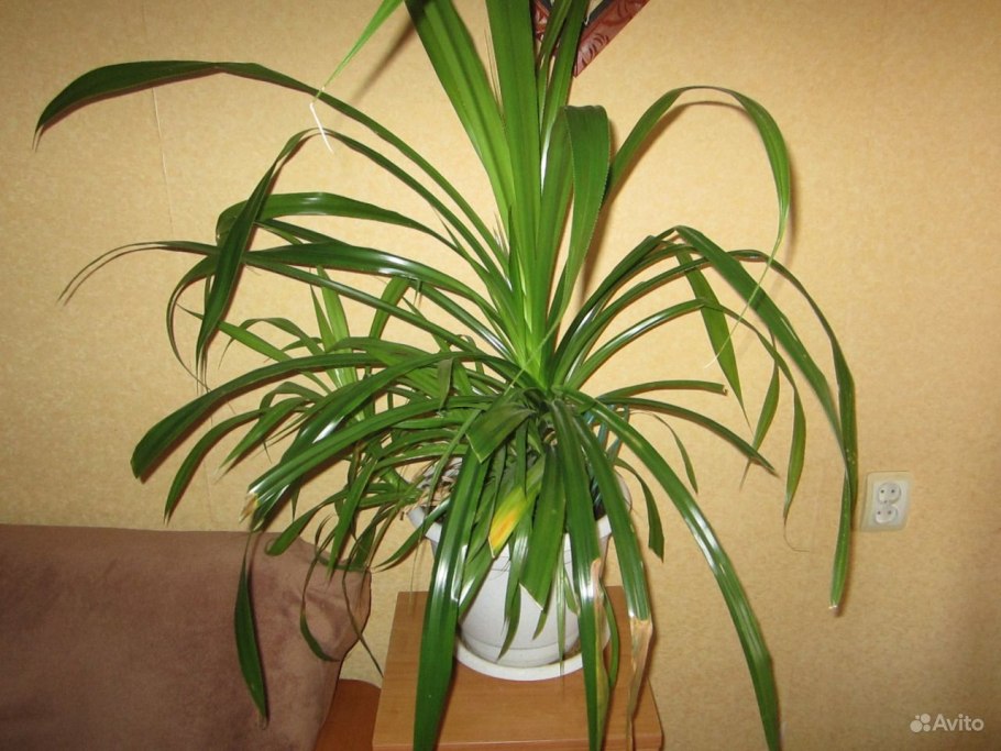 Юкка, Драцена Кордилина