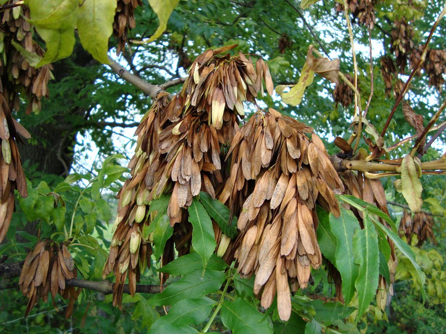 Ясень обыкновенный Fraxinus Excelsior семена