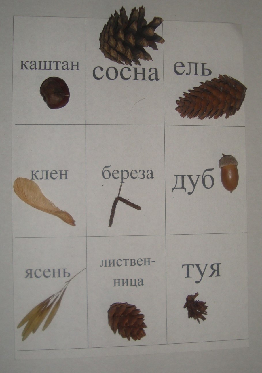 Семена деревьев с названиями