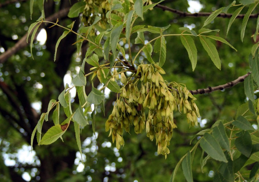"Ясень обыкновенный (Fraxinus Exсelsior