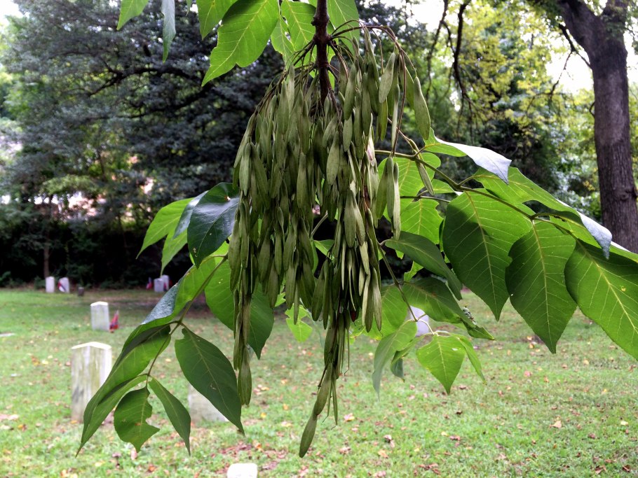 Ясень пенсильванский Fraxinus pennsylvanica
