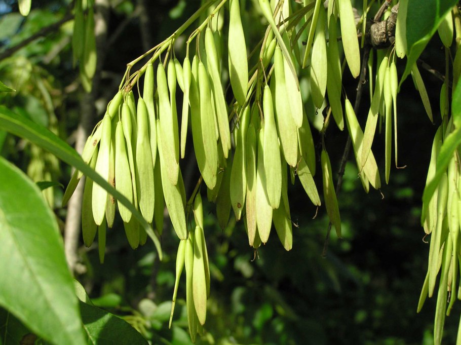 Ясень зеленый Fraxinus lanceolata