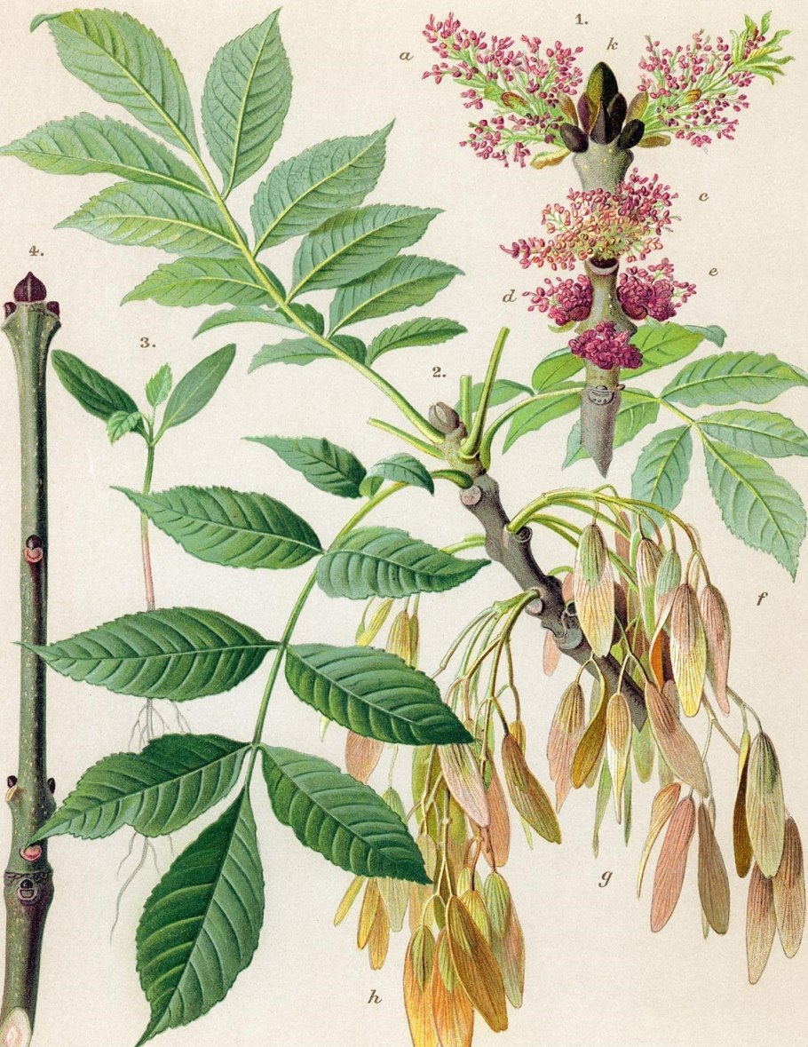 Ясень обыкновенный Fraxinus Excelsior