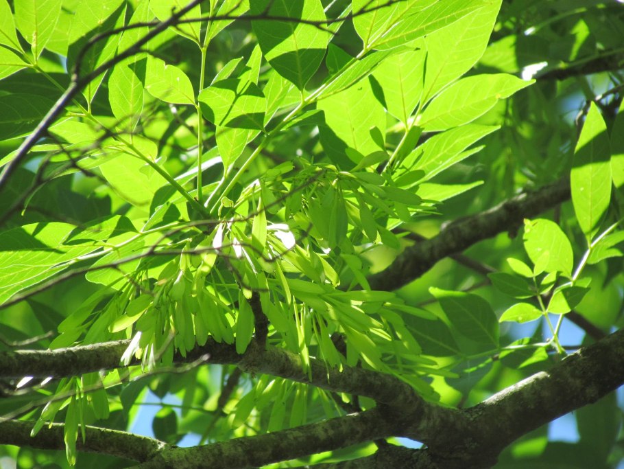 Ясень маньчжурский Fraxinus mandshurica
