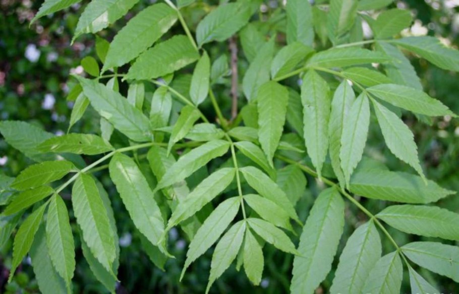 Fraxinus Excelsior Leaf