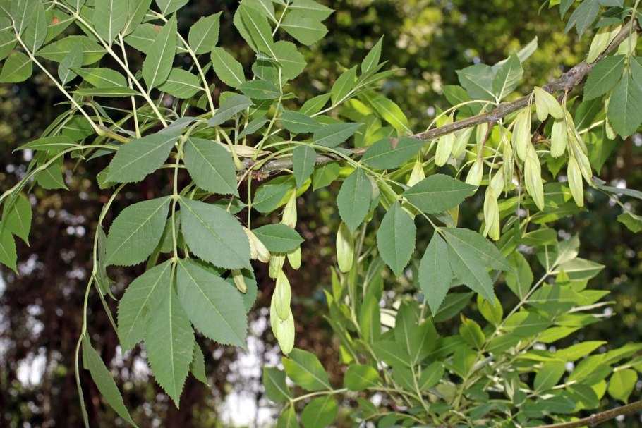Ясень обыкновенный Fraxinus Excelsior
