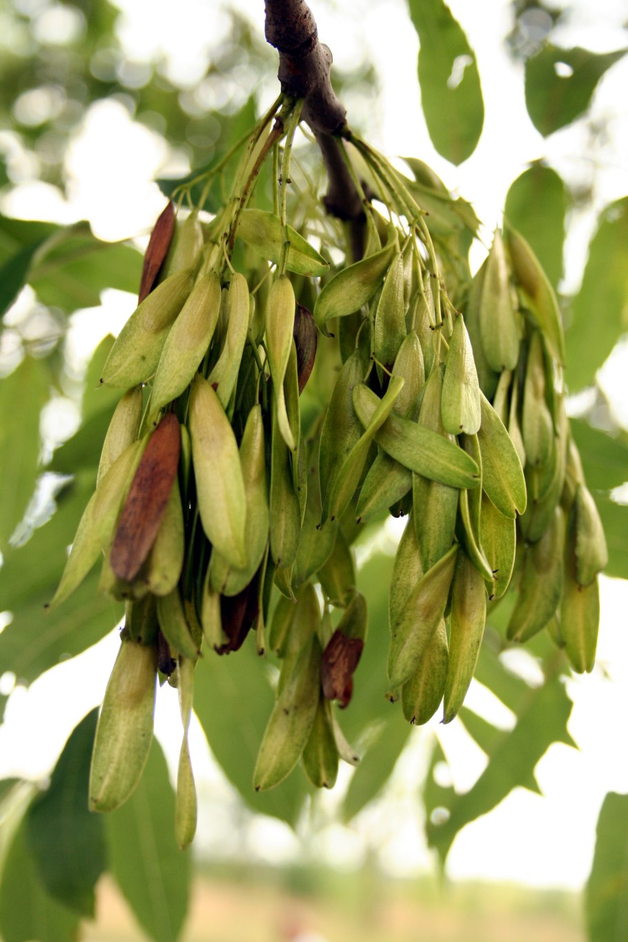 Ясень обыкновенный Fraxinus Excelsior