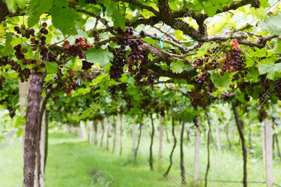 Выглядит виноградное дерево