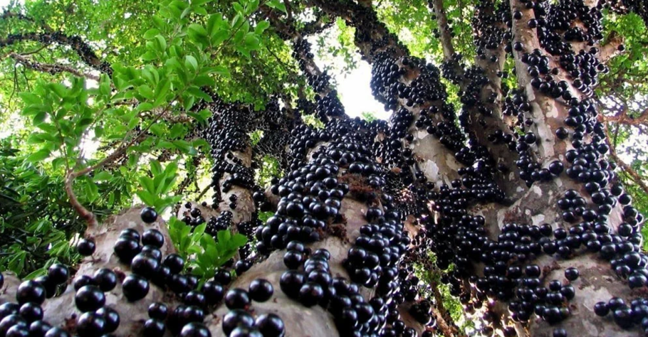 Виноградное дерево джаботикаба