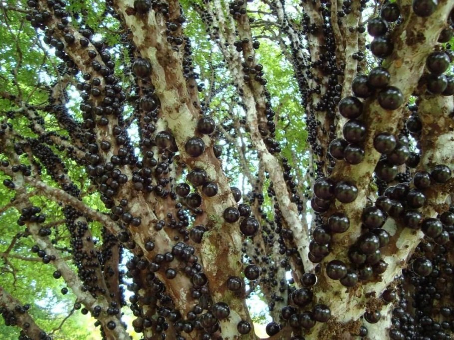 Бразильское дерево джаботикаба