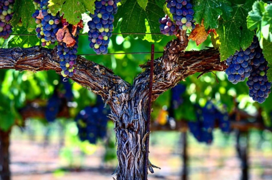 Пара и виноградное дерево