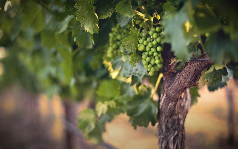 Виноградная лоза во Франции