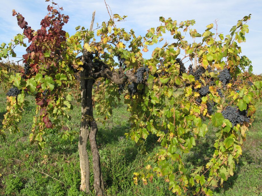 Крона виноград дерево